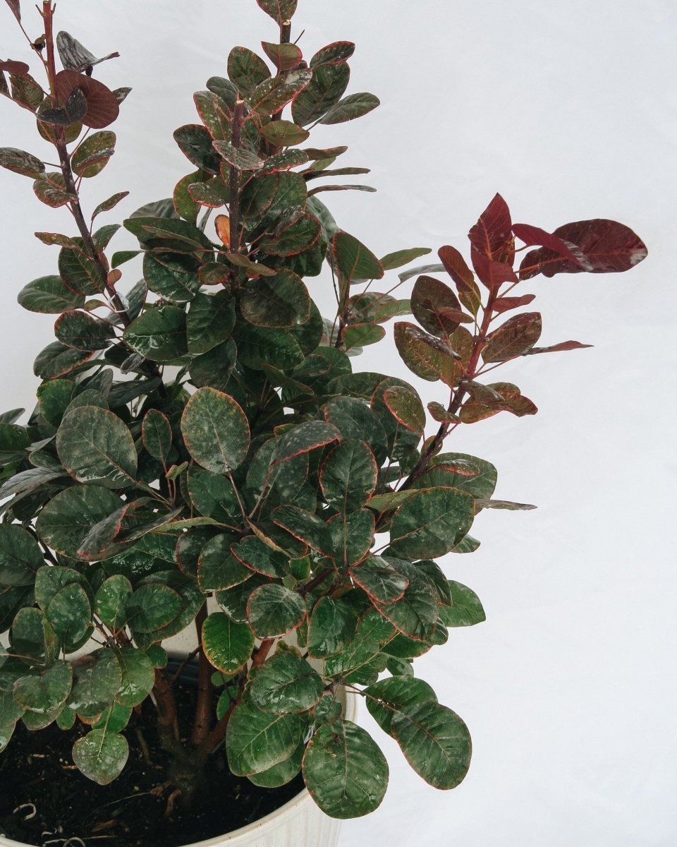 Royal Purple Smokebush - LandscapeDirect