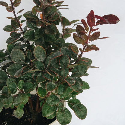 Royal Purple Smokebush - LandscapeDirect