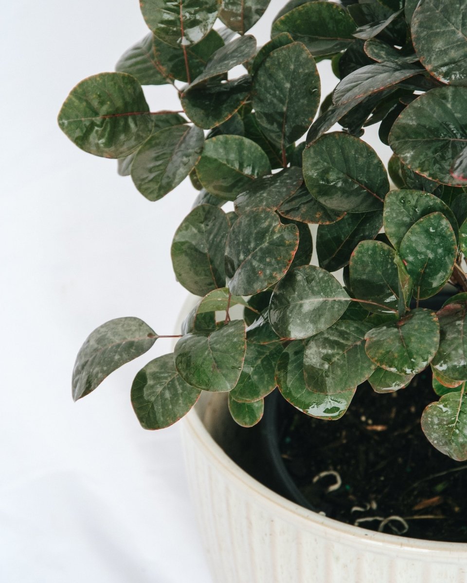 Royal Purple Smokebush - LandscapeDirect