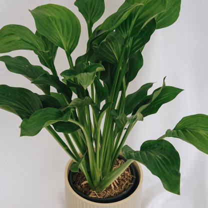 Royal Standard Plantain Lily - LandscapeDirect