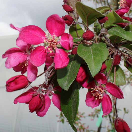 Royal Mist Crabapple