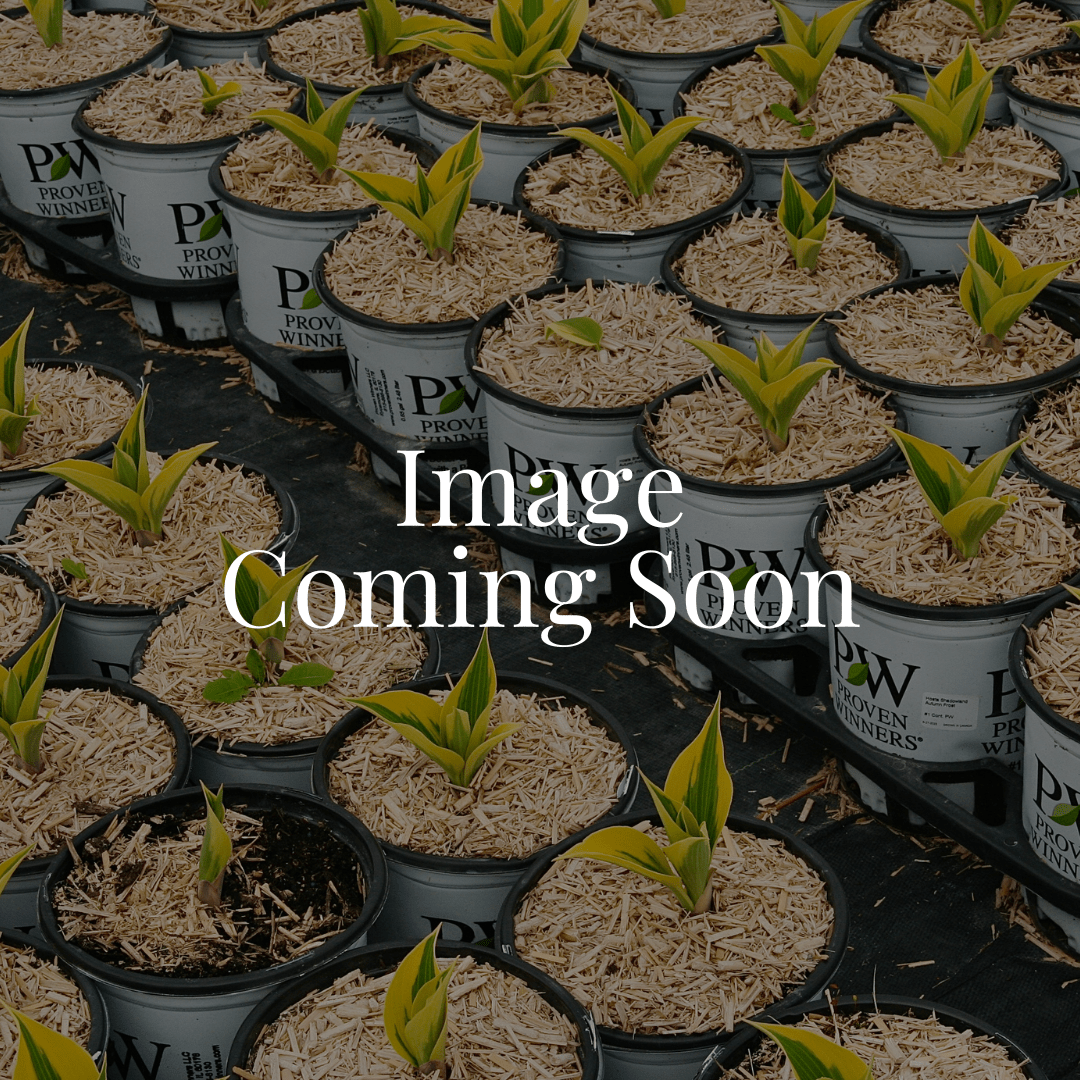 Ruby Star Coneflower - LandscapeDirect