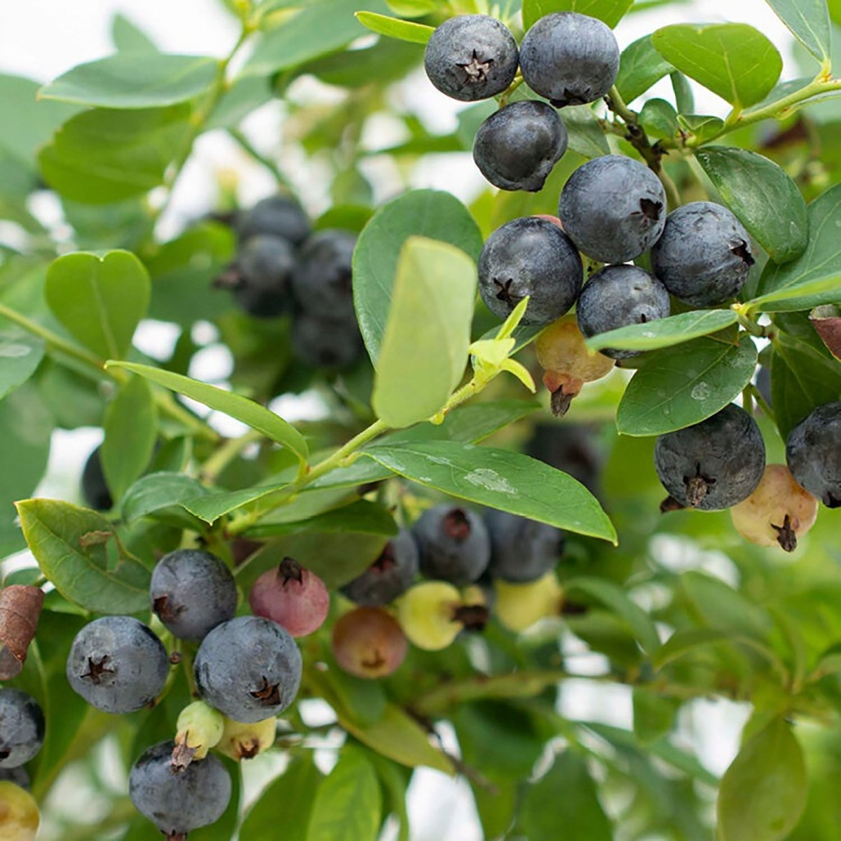 Sapphire Cascade Blueberry - LandscapeDirect