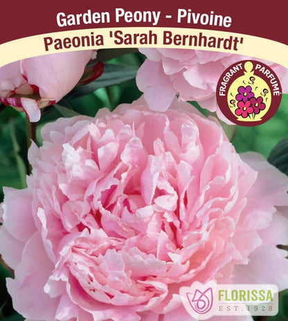 Sarah Bernhardt Peony Bulb - LandscapeDirect