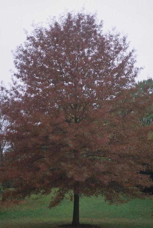 Scarlet Oak