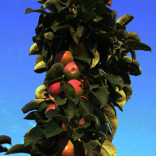 Scarlet Sentinel Apple