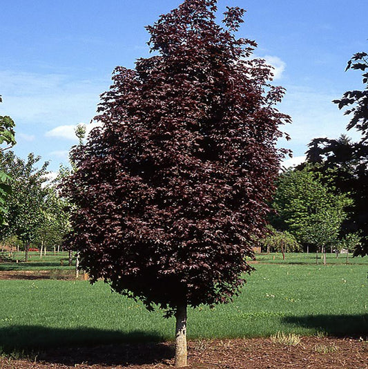 Crimson Sentry Norway Maple