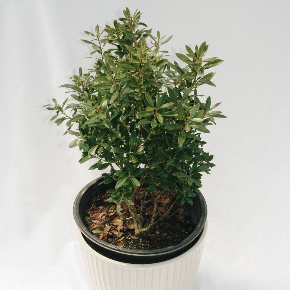 Shamrock Holly - LandscapeDirect