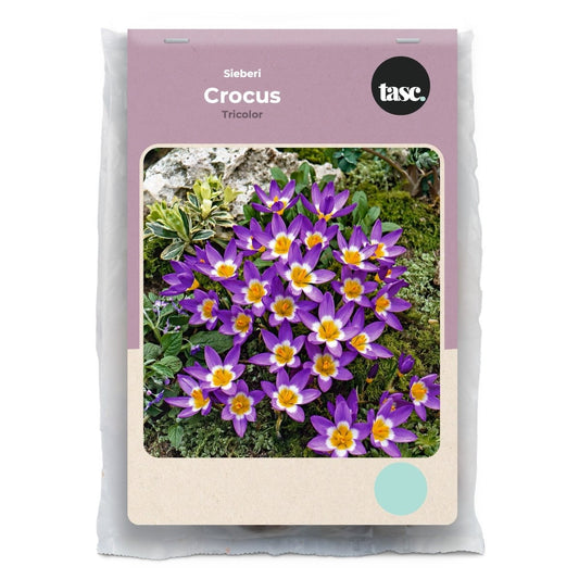 Sieberi Tricolor Crocus - LandscapeDirect