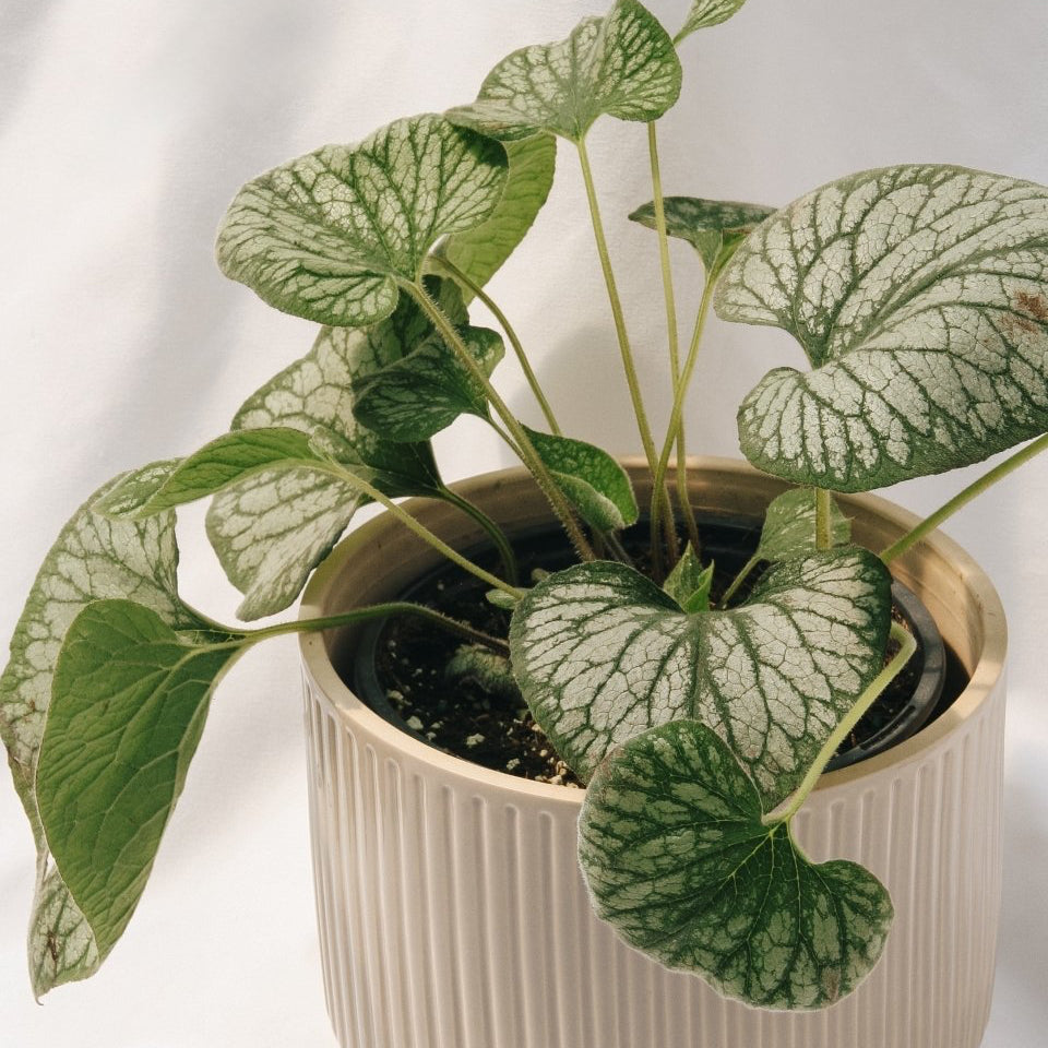 Silver Charm Siberian Bugloss - LandscapeDirect
