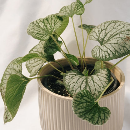 Silver Charm Siberian Bugloss - LandscapeDirect