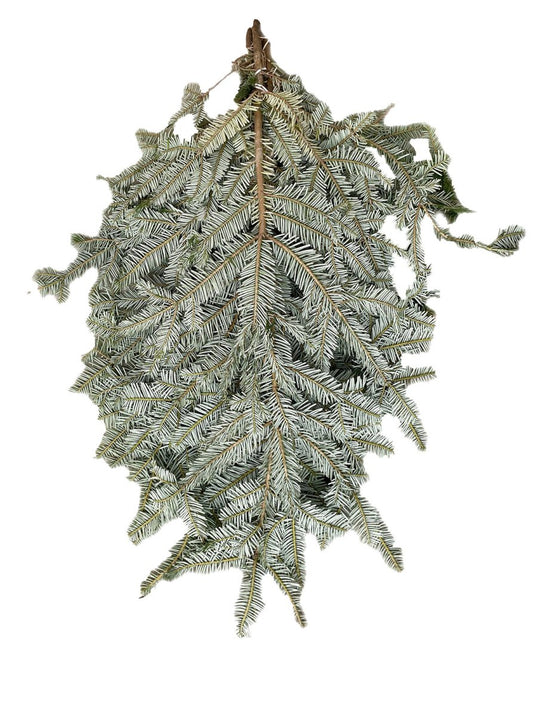Silver Fir Boughs - LandscapeDirect