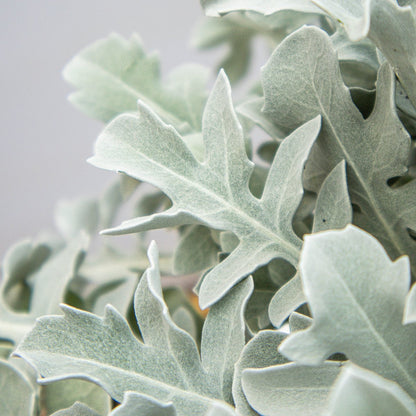 Silver Swirl Dusty Miller - LandscapeDirect