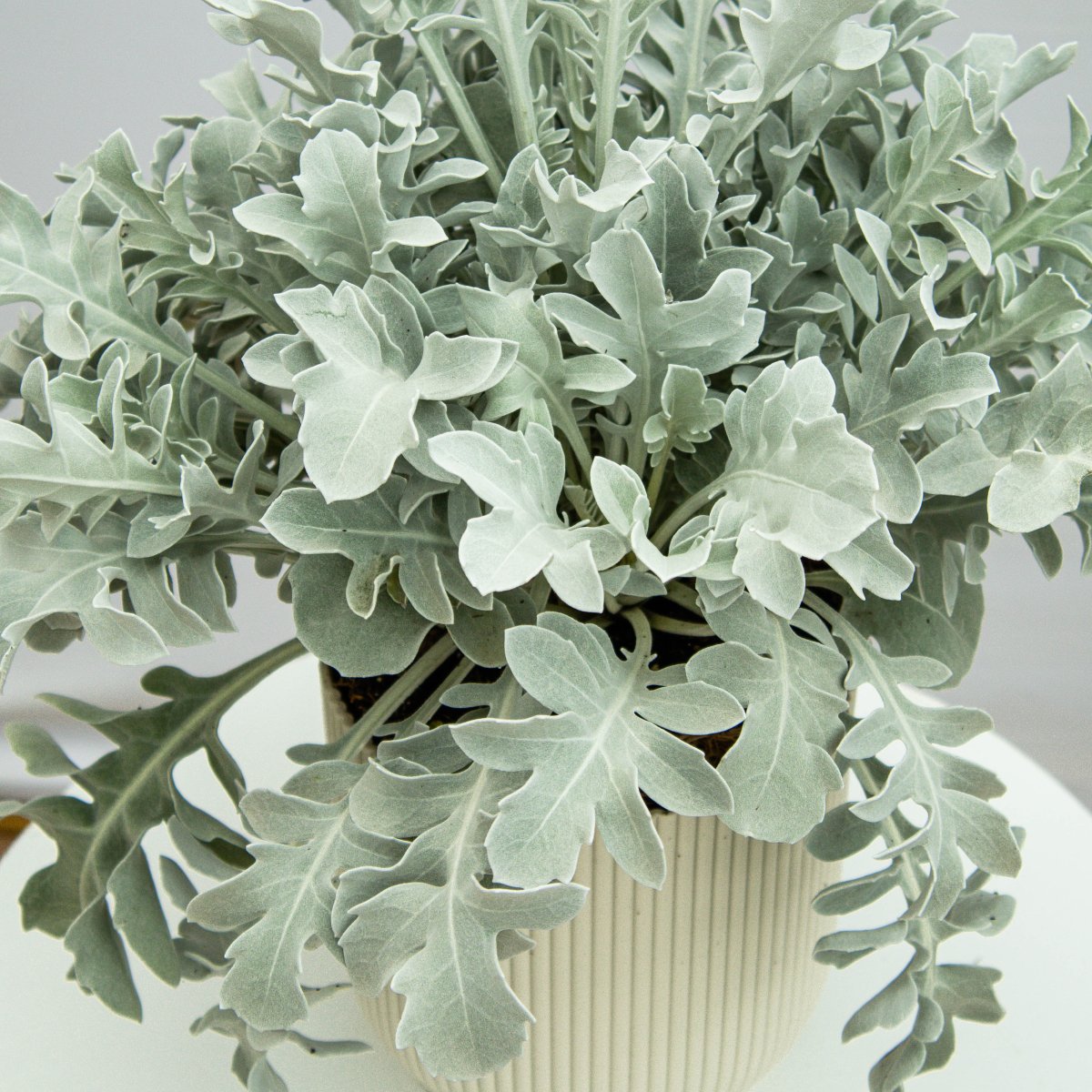 Silver Swirl Dusty Miller - LandscapeDirect