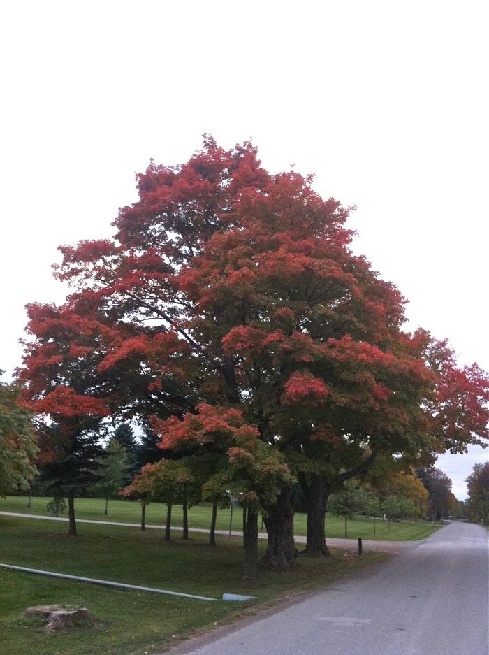 Silver Maple