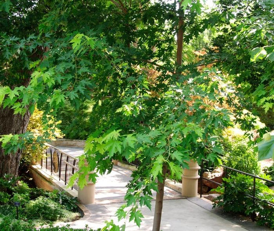 Silver Maple