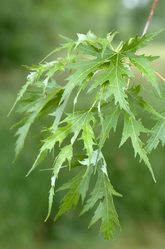 Silver Queen Silver Maple