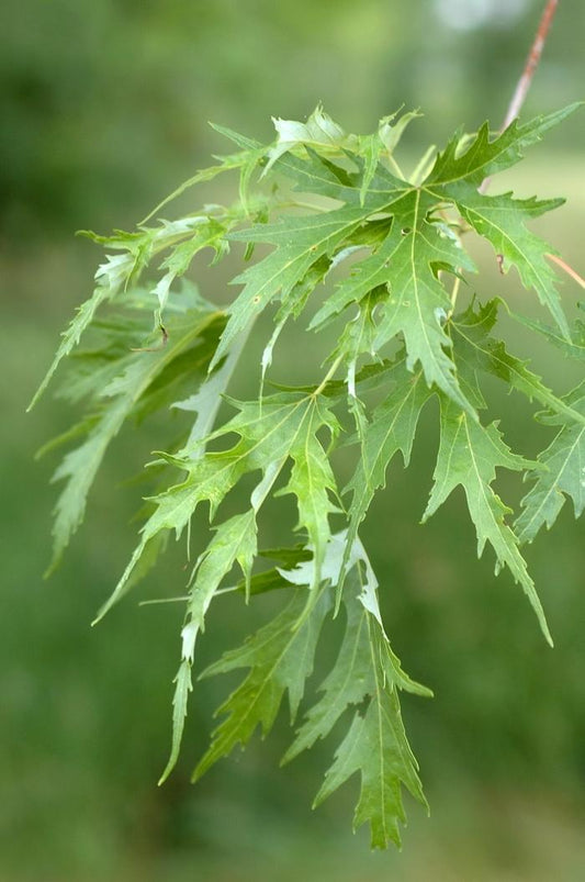 Silver Queen Silver Maple