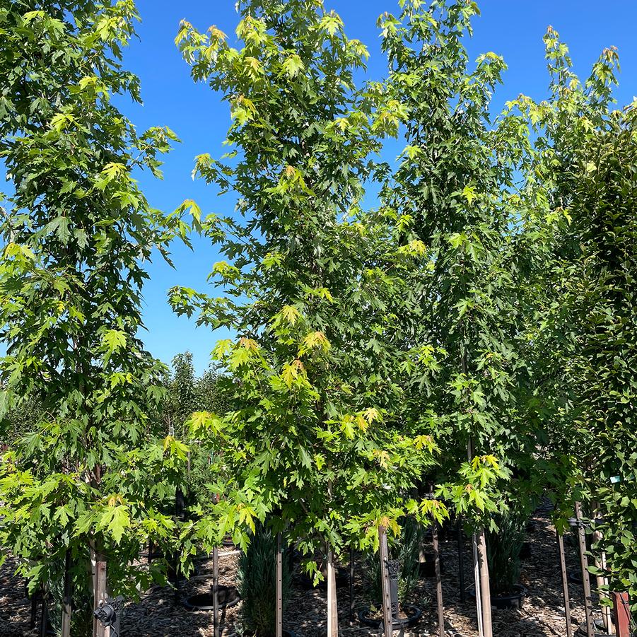 Silver Maple