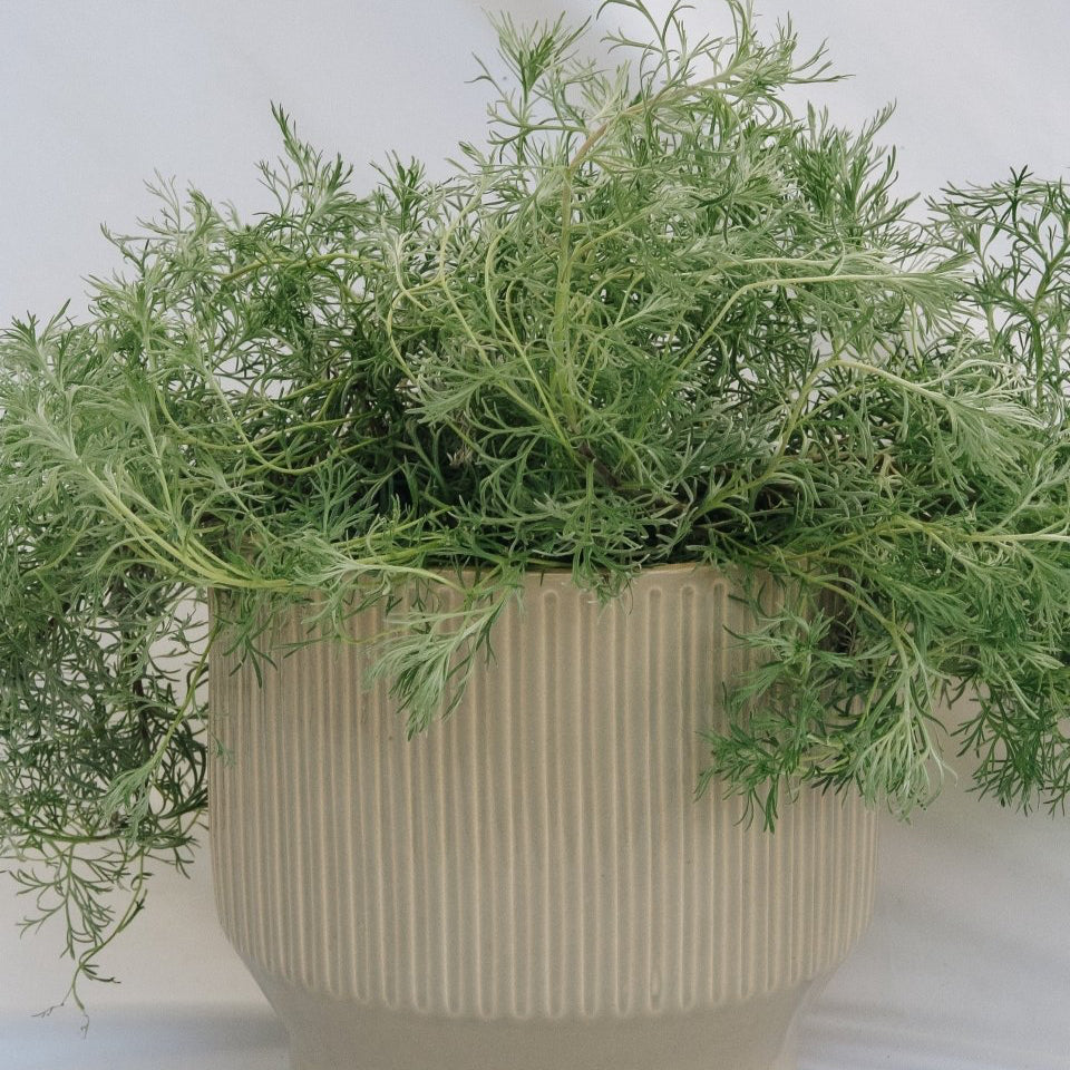 Silvermound Artemesia - LandscapeDirect