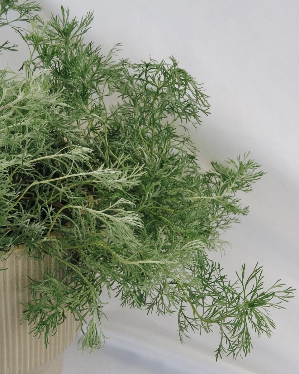 Silvermound Artemesia - LandscapeDirect