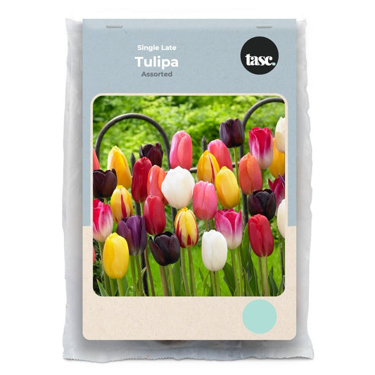 Single Late Assorted Tulip - LandscapeDirect