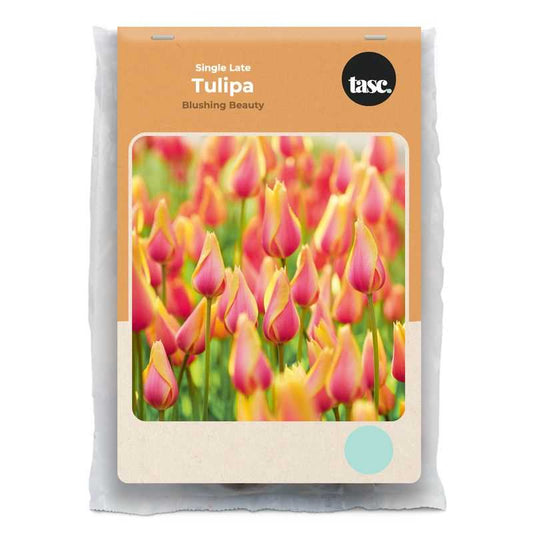 Single Late Blushing Beauty Tulip - LandscapeDirect