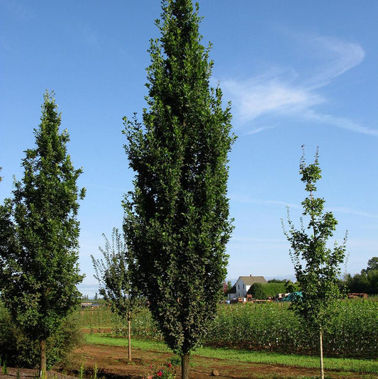 Skinny Genes Oak
