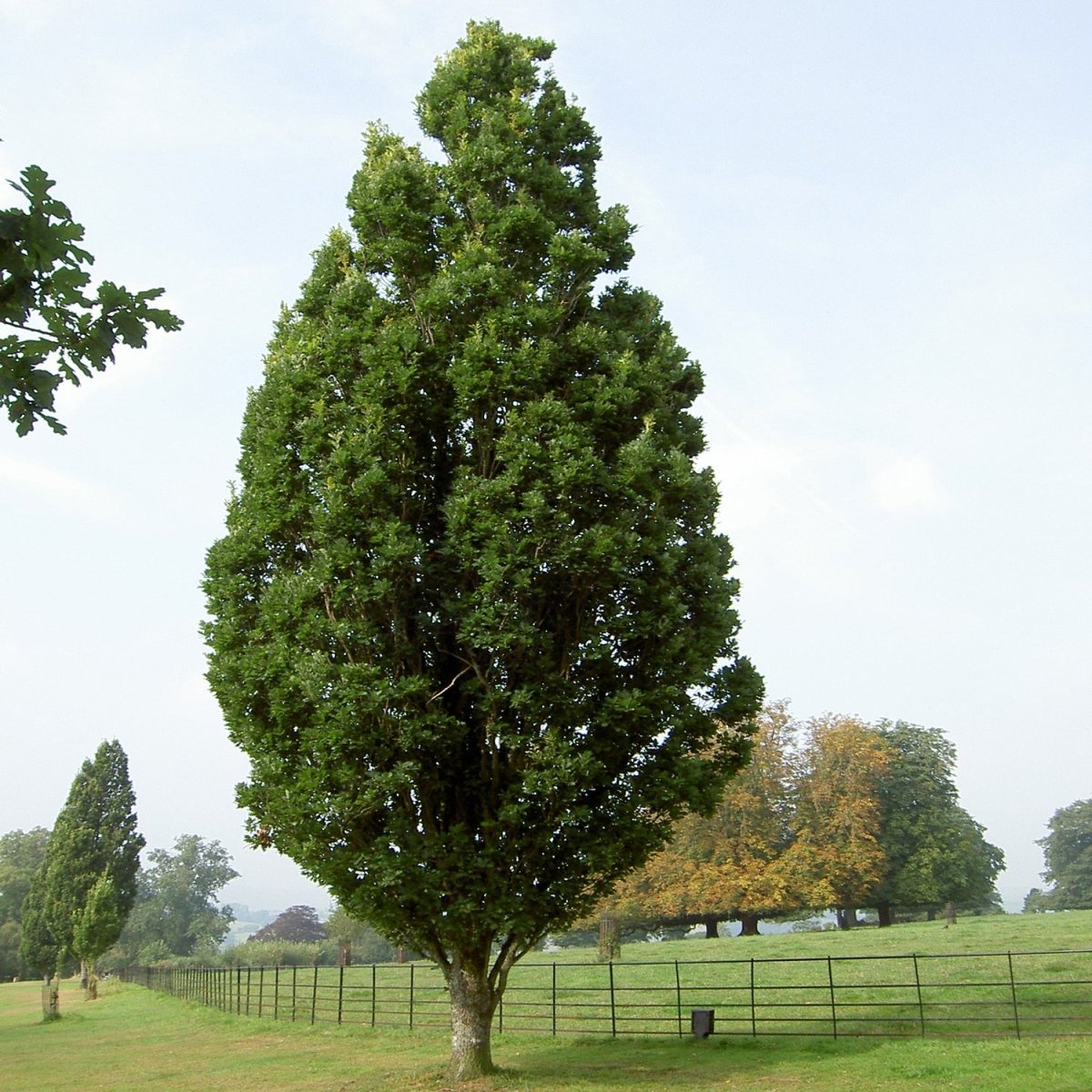 Skyrocket Oak - LandscapeDirect