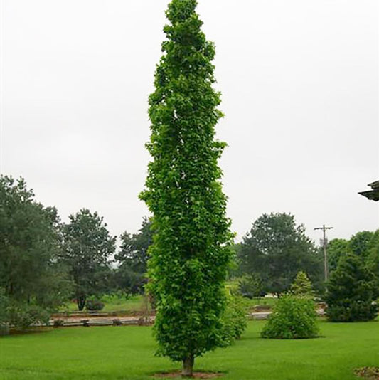 Slender Silhouette Sweetgum