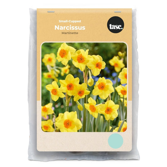 Small-Cupped Martinette Daffodil - LandscapeDirect