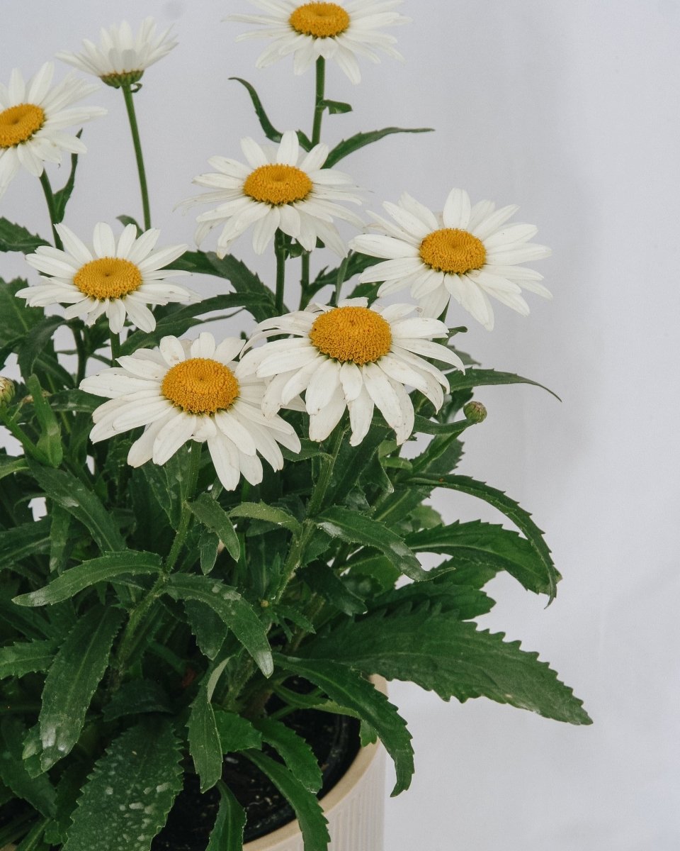 Snowcap Shasta Daisy - LandscapeDirect