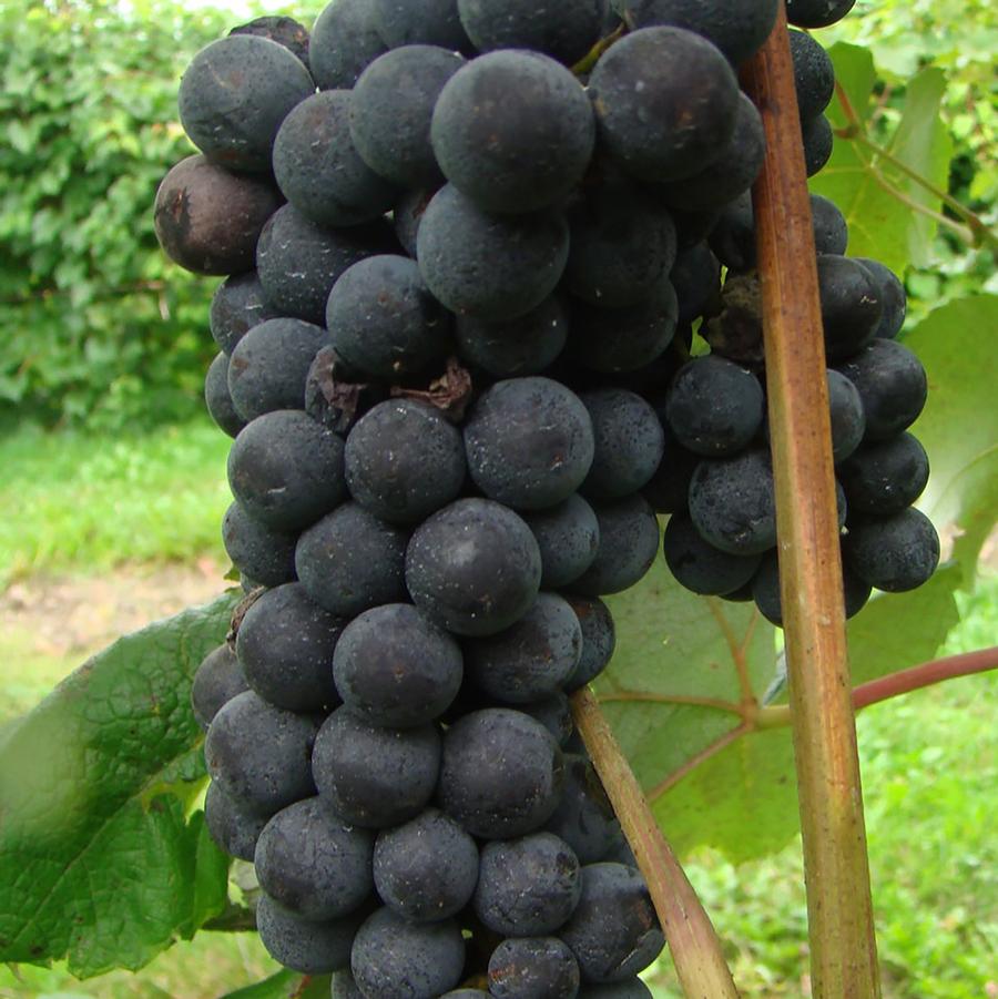 Sovereign Coronation Blue Grape - LandscapeDirect