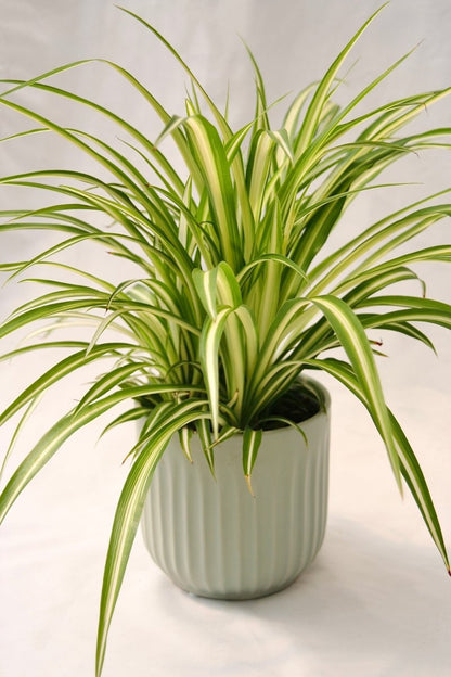 Spider Plant 5" Maria - LandscapeDirect