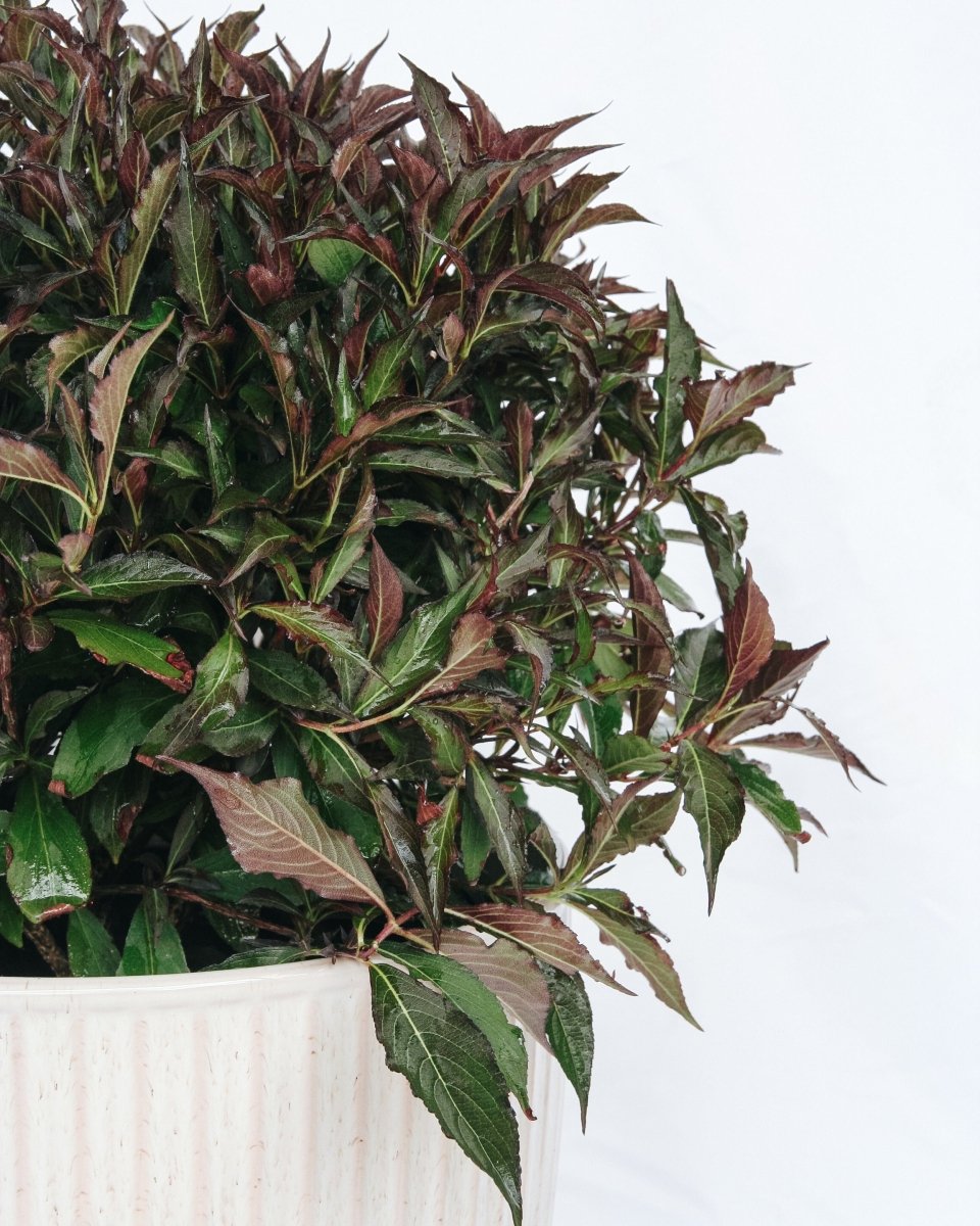 Spilled Wine - Weigela - LandscapeDirect