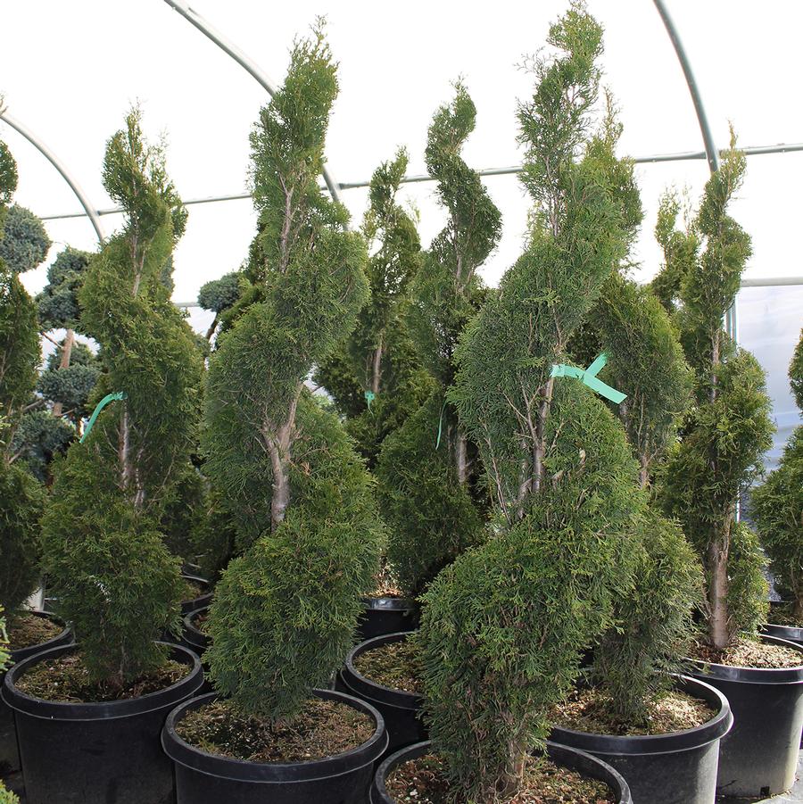 Emerald Green Arborvitae - Spiral