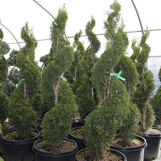 Emerald Green Arborvitae - Spiral