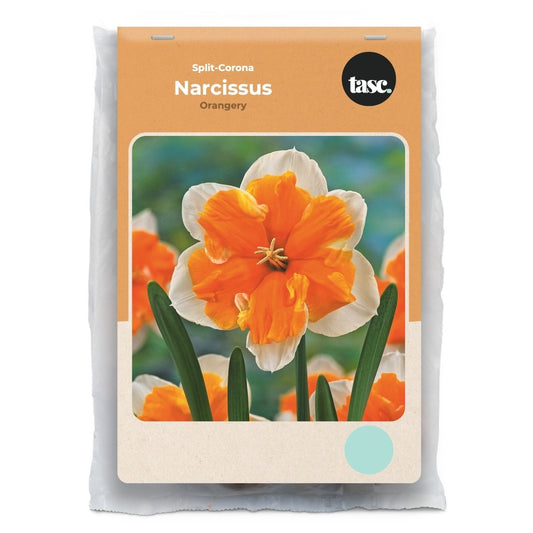Split-Corona Orangery Daffodil - LandscapeDirect