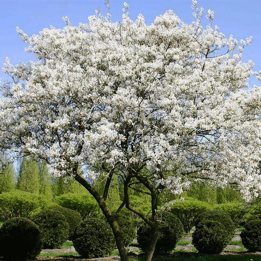Spring Flurry Allegheny Serviceberry
