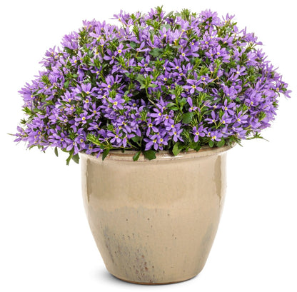 Stardiva Blue Fan Flower - LandscapeDirect