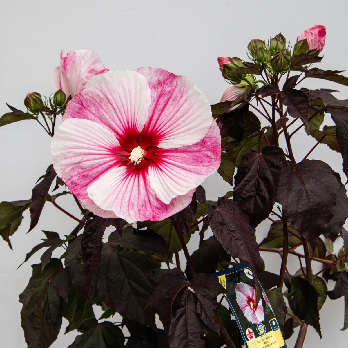 Starry Starry Night Rose Mallow - LandscapeDirect