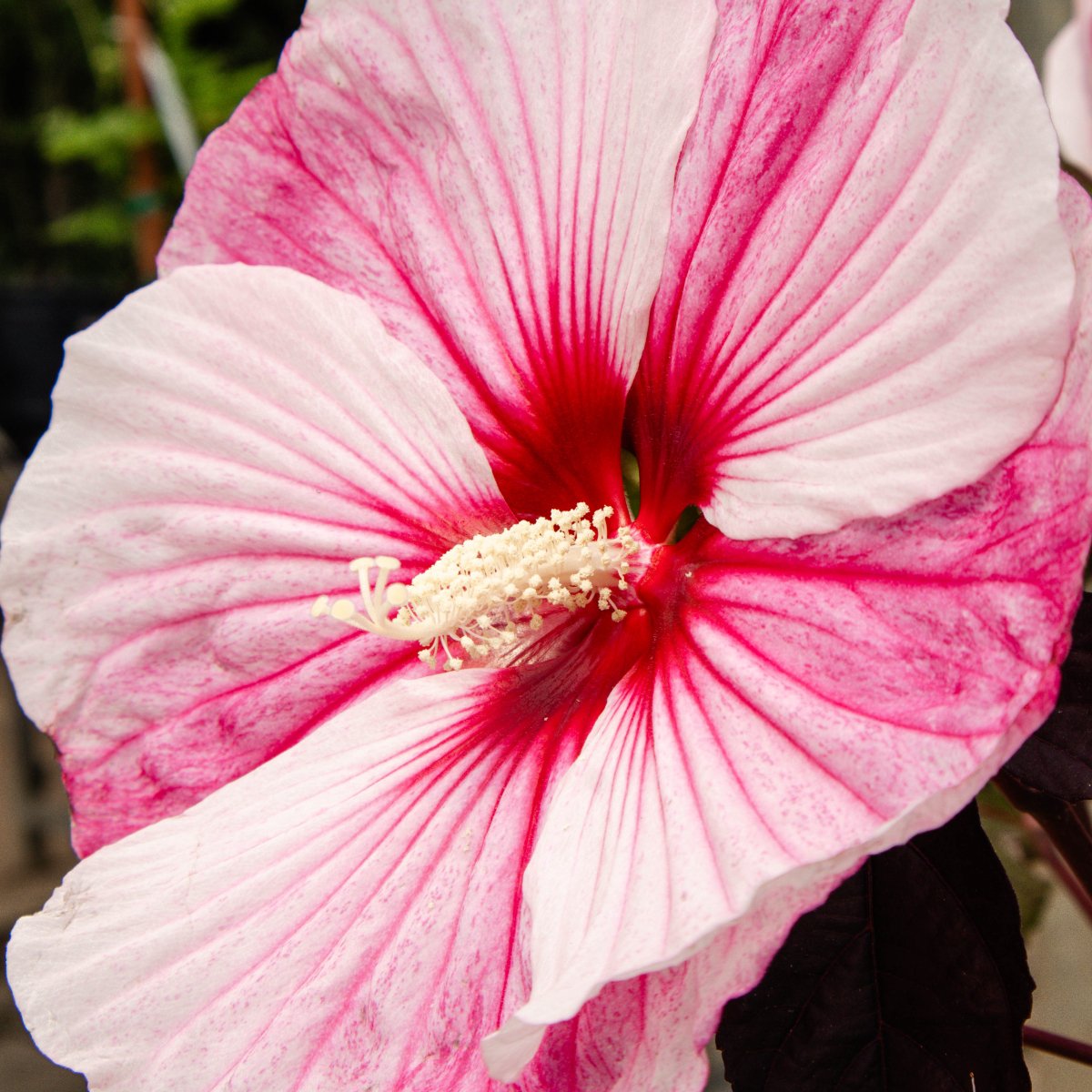 Starry Starry Night Rose Mallow - LandscapeDirect