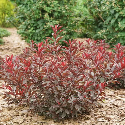 Stay Classy Purple leaf sand cherry - LandscapeDirect