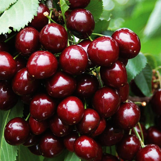Stella or Heidelfingen Cherry