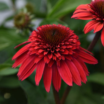 Strawberry Deluxe Double Scoop Coneflower - LandscapeDirect
