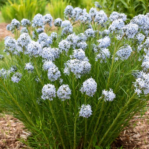 String Theory Blue Star - LandscapeDirect