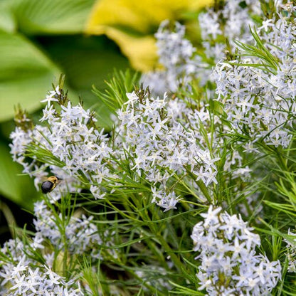 String Theory Blue Star - LandscapeDirect
