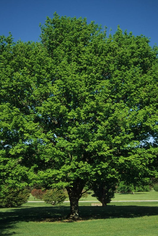 Sugar Maple