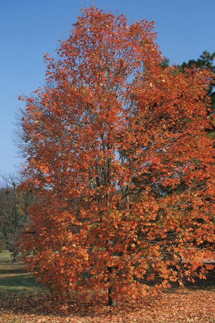 Sugar Maple