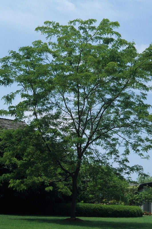 Sunburst Honeylocust